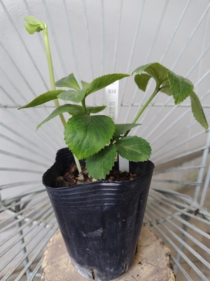 Tdd-糸ピコア7VG×Lsdd-WG【So35】　交配タグ苗