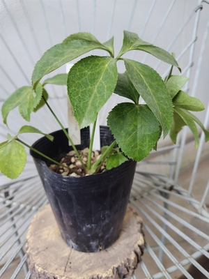 Tdd－糸ピコア7VG×Lsdd-WG【So36】　交配タグ苗