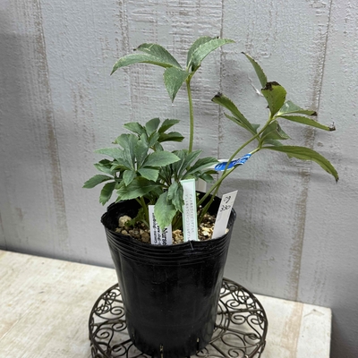 大木ナーサリーさんのクリスマスローズ | グリーンホビー