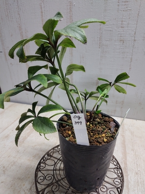 ムルチ系セミダブルホワイトピコ×オキシ系いろはハイブリッドダブル【Og349】交配タグ苗