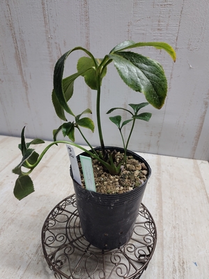 F1デュメ系ヒデhybsd×F1ムルチ系ヒデhybsdピコティー【Og350】交配タグ苗