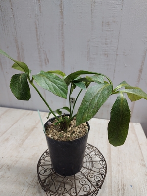 F1デュメhybsd×F1ムルチ系hybsdピコティー【Og351】交配タグ苗