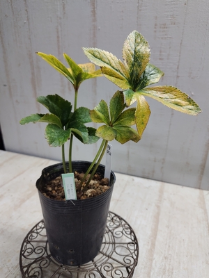 オキシ系フジタ×ニュー蜃気楼ダブル【Og352】交配タグ苗