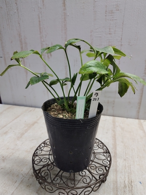 F1デュメ系ヒデhybsd×F1グラデ系ヒデhybsd【Og353】交配タグ苗