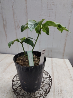 ムルチ系セミダブルホワイトピコ×オキシ系フジタ【Og354】交配タグ苗