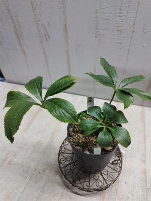 ムルチ系セミダブルホワイトピコ×オキシ系フジタ【Og355】交配タグ苗