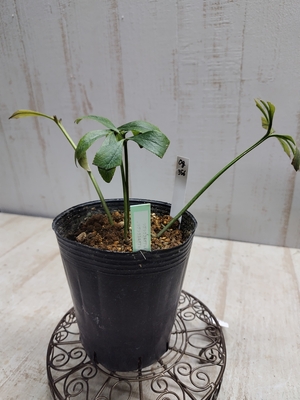 リグリス系ダブル×リグリス系ダブル【Og356】交配タグ苗