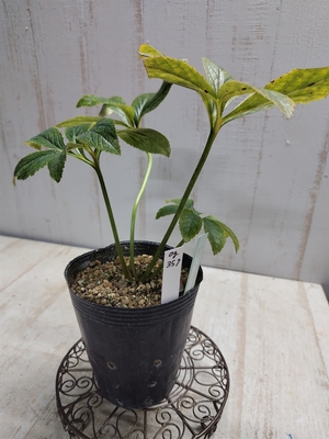 オーレア系ダブルクリームホワイト×オキシ系フジタ【Og357】交配タグ苗