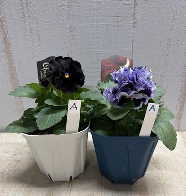 ドラキュラ、シュヴァリエ・ドゥ・リュンヌ【2株セット】A