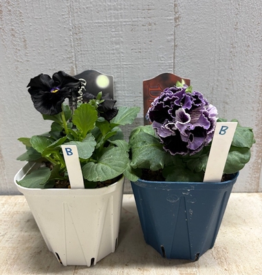 ドラキュラ、シュヴァリエ・ドゥ・リュンヌ【2株セット】B