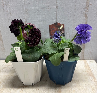 ドラキュラ、ローブ・ドゥ・アントワネット・ソワレ【2株セット】C