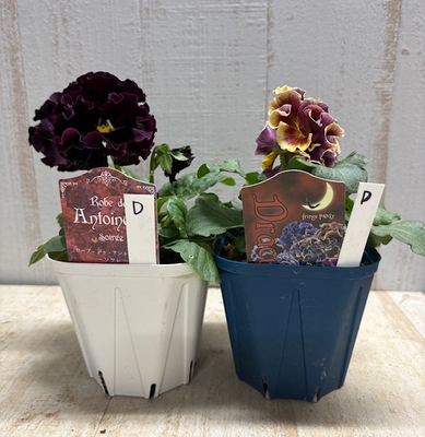 ドラキュラ、ローブ・ドゥ・アントワネット・ソワレ【2株セット】D