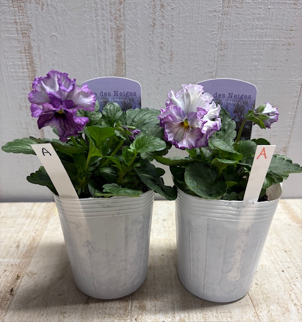 フェデネージュ モネブルー 【2株セット】A | グリーンホビー