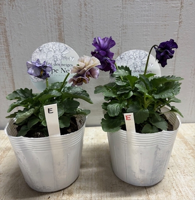 フェデネージュ　クレープノーブル　【2株セット】E