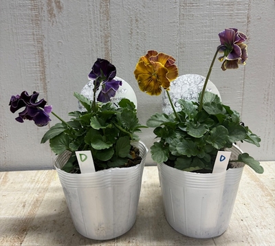 フェデネージュ　クレープノーブル　【2株セット】D