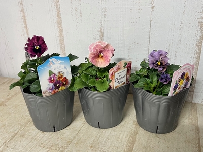 育種ビオラ　アソート3株セット  A【シャルマンロゼ、天の羽衣、キャンディーウェーブ】