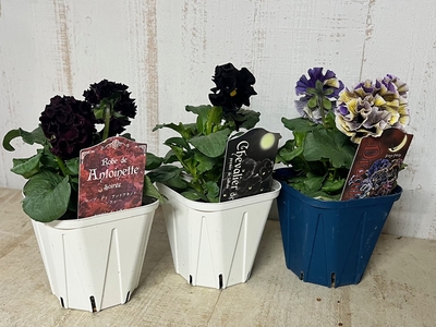 育種ビオラ・パンジー　サトウ園芸オリジナル　アソート3株セットB【ローブ・ドゥアントワネットソワレ、シュヴァリエ・ドゥ・リュンヌ、ドラキュラ】