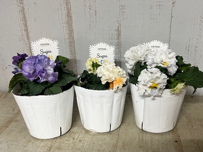 シュガーボンボン【3株セット】D