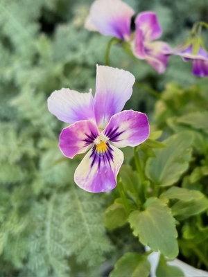 育種ビオラ　ロカハーツ　【ラビットウィングス】3株セットA