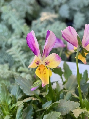 育種ビオラ　ロカハーツ　【ラビットウィングス】3株セットB