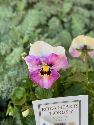 育種ビオラ　ロカハーツ　【ホルシス】3株セットD