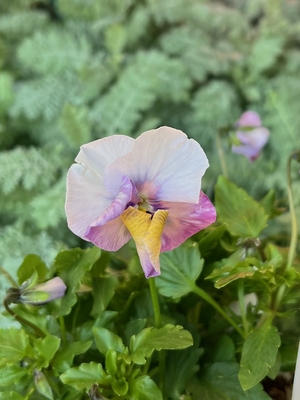 育種ビオラ　ロカハーツ　【ホルシス】3株セットE