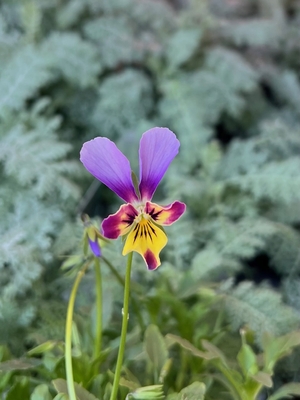育種ビオラ　ロカハーツ　【ラビットウィングス】3株セットF