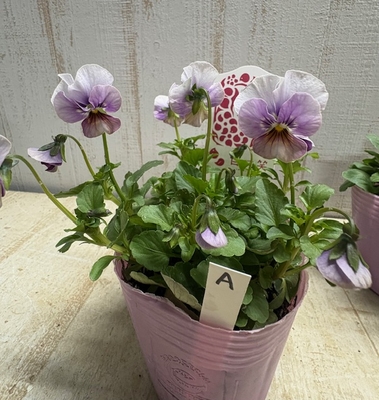 育種ビオラ　百笑【2株セット】A