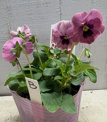 育種ビオラ　百笑【2株セット】B