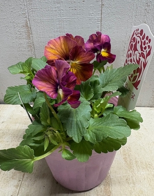 育種ビオラ　百笑【2株セット】C