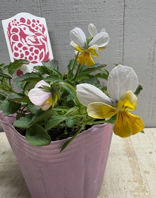 育種ビオラ　百笑【2株セット】D