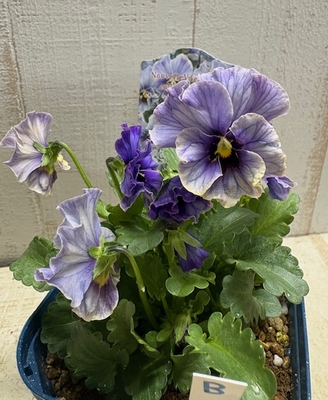 ローブ・ドゥ・アントワネット、ラピスラズリ【2株セット】B