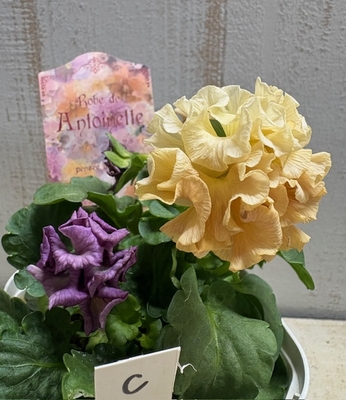 ローブ・ドゥ・アントワネット、プチトリアノン【2株セット】C