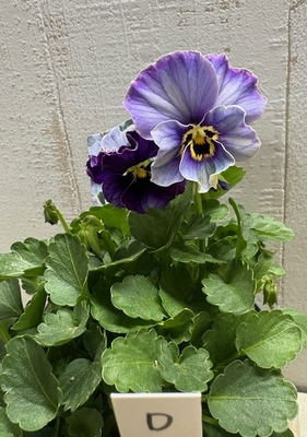 ローブ・ドゥ・アントワネット、ラピスラズリ【2株セット】D