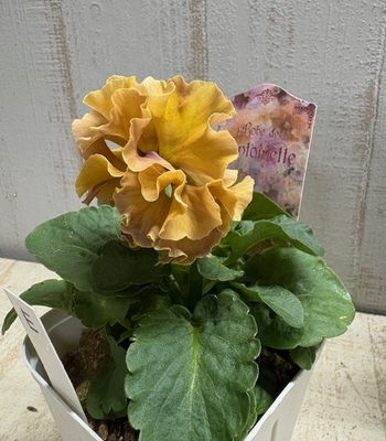 ローブ・ドゥ・アントワネット、プチトリアノン【2株セット】E