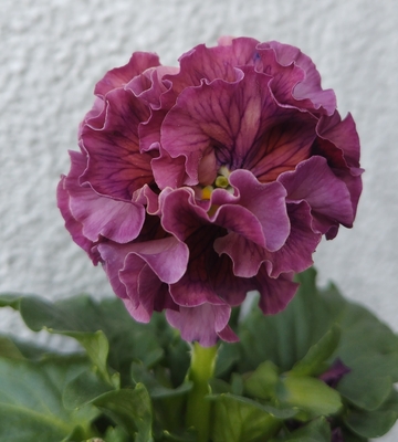 ローブ・ドゥ・アントワネット、プチトリアノン【2株セット】F