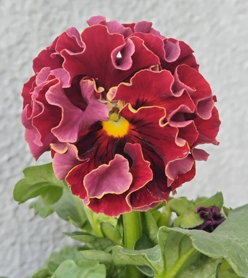 ローブ・ドゥ・アントワネット、プチトリアノン【2株セット】G