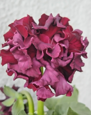 ローブ・ドゥ・アントワネット、プチトリアノン【2株セット】H