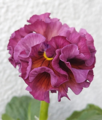 ローブ・ドゥ・アントワネット、プチトリアノン【2株セット】I