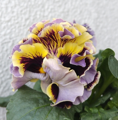 ドラキュラ、プチトリアノン【2株セット】A