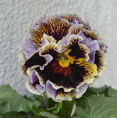 ドラキュラ、プチトリアノン【2株セット】B