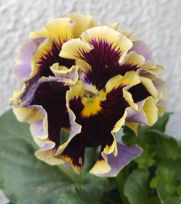 ドラキュラ、プチトリアノン【2株セット】C