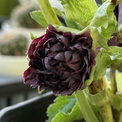 ロゼットクレオパトラ系【Hi2】　