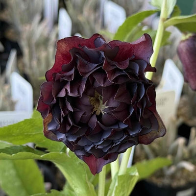 ダークレッドクレオパトラ系強カール【Hi3】　