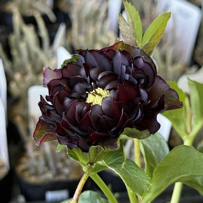 艶ダークレッドクレオパトラ系強カール【Hi4】　