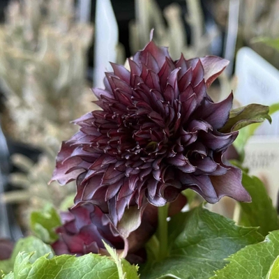 ダーク小輪系フル多弁【Hi5】　