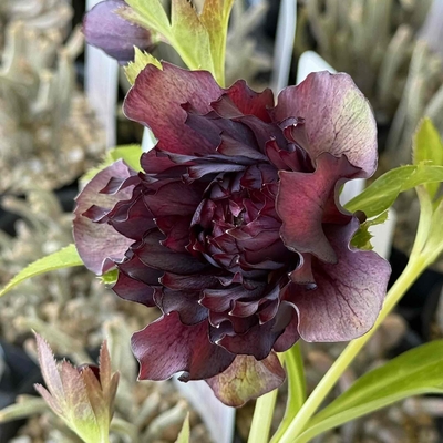 公認）ダークレッドクレオパトラ【Hi6】　