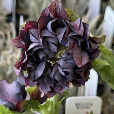 ダーククレオパトラ系【Hi7】　