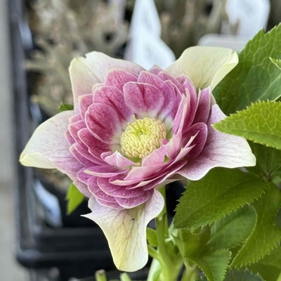 パステリッシュアンティークピンク段咲き系【Hi8】　