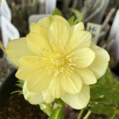 レモンオーレア【Hi10】　